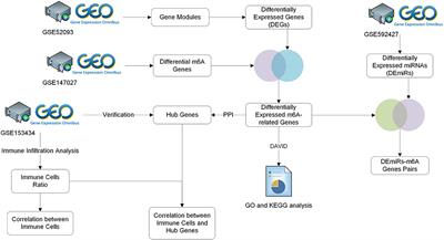 Comprehensive Analysis of Key m6A Modification Related Genes and Immune Infiltrates in Human Aortic Dissection